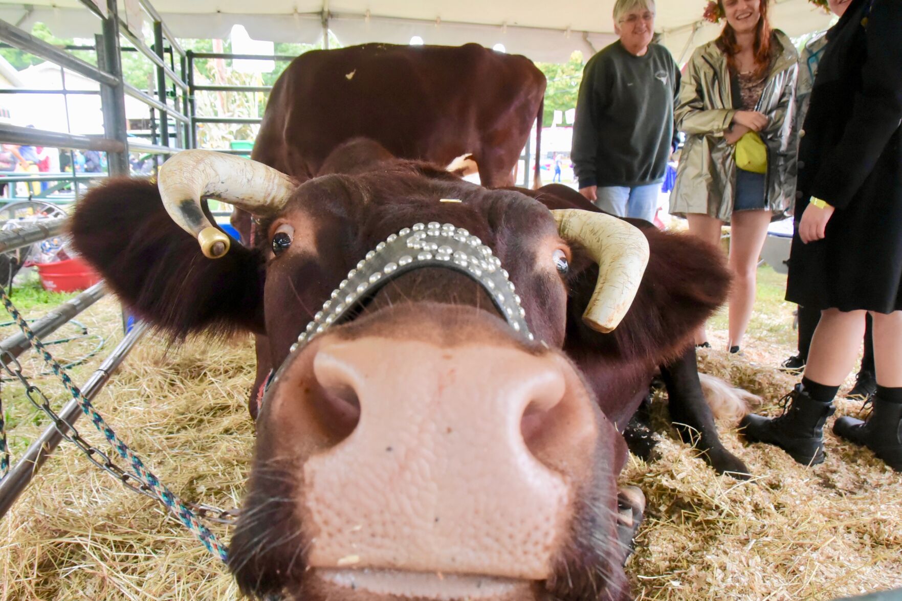 Red the Bull